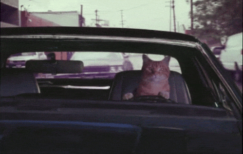 gif-chat-conduit-voiture