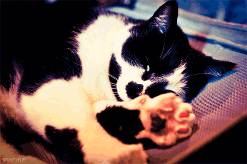 gif-chat-taches