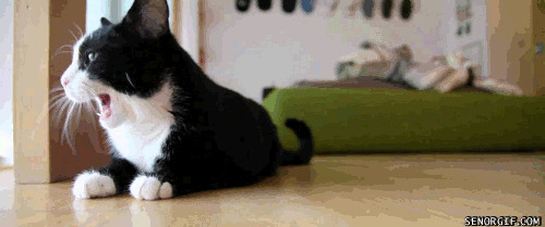 gif-chat-qui-baille