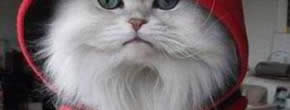 hoodie-red-cat hoodie-red-cat