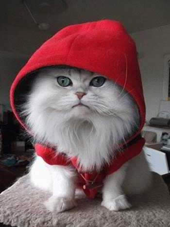 hoodie-red-cat