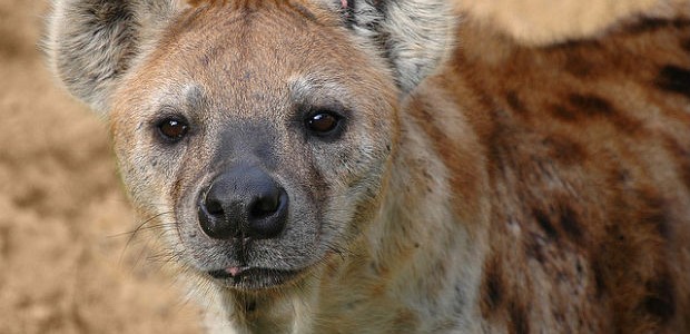 hyena hyena