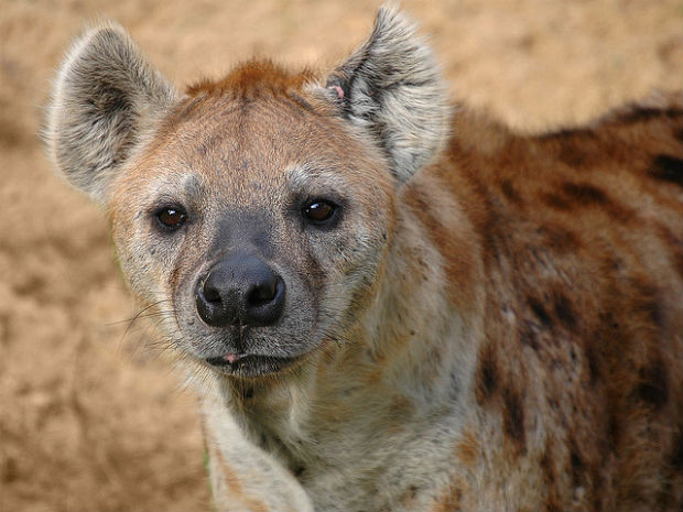 hyena