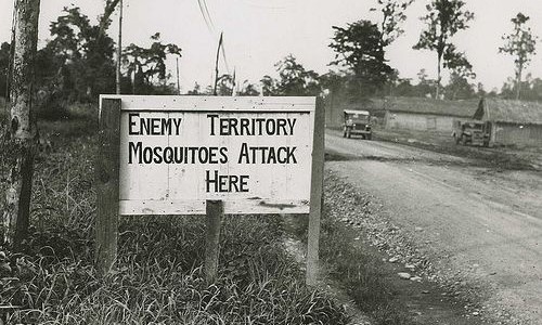 mosquito attack mosquito attack