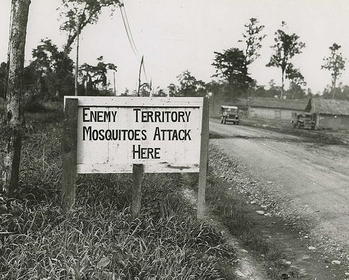 mosquito attack mosquito attack