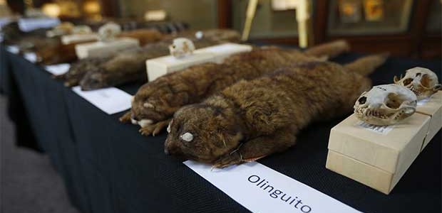 olinguito2 olinguito2