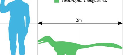 raptor raptor