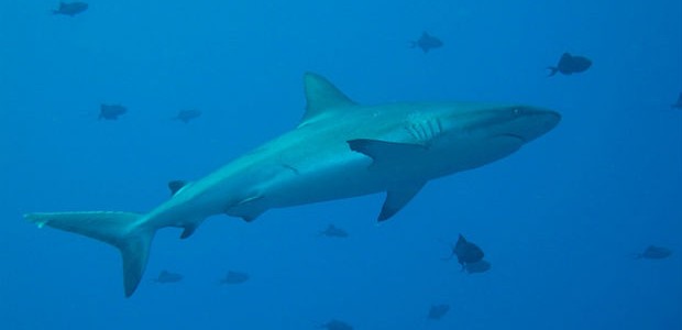 shark shark