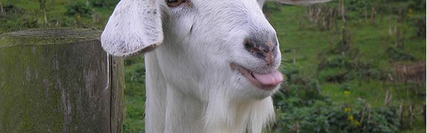 chevre chevre
