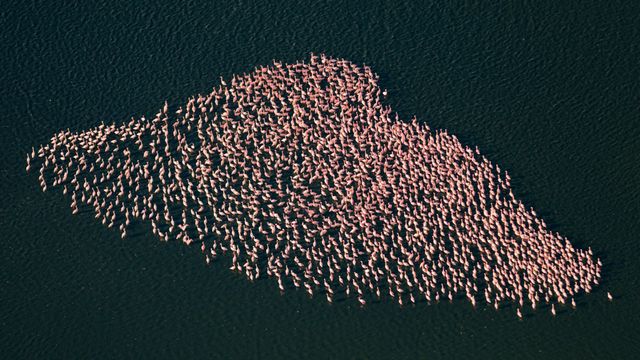 flamant-rose-reproduction flamant-rose-reproduction