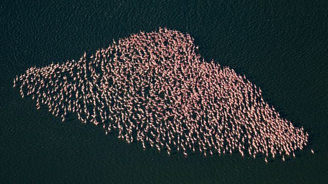 flamant-rose-reproduction