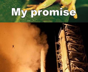 frogrocketmeme frogrocketmeme
