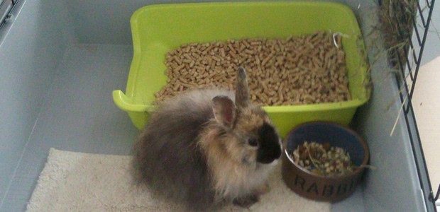 lapin-installe lapin nain prix
