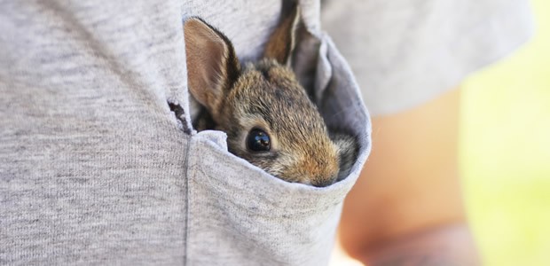 lapin-tumblr prix lapin toy