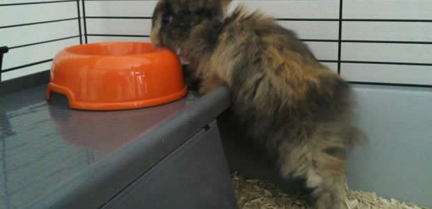 lapin1 adopter-lapin-cage