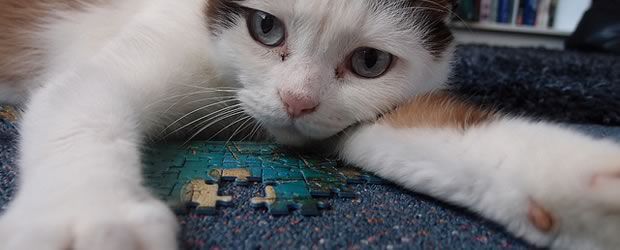 puzzle-chat