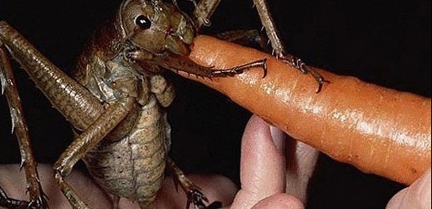weta-geant weta-geant