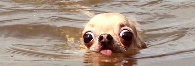 Les Animaux Moches Ces Stars D Internet Madmoizelle