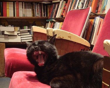 cat at Shakespeare bookstore cat at Shakespeare bookstore