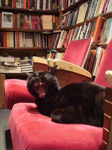 cat at Shakespeare bookstore