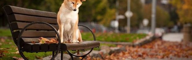 shiba inu shiba inu