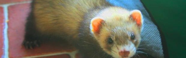 furet furet