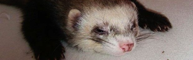 furet furet