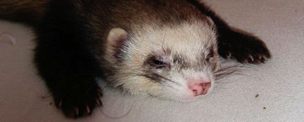 furet