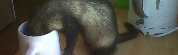 furet furet