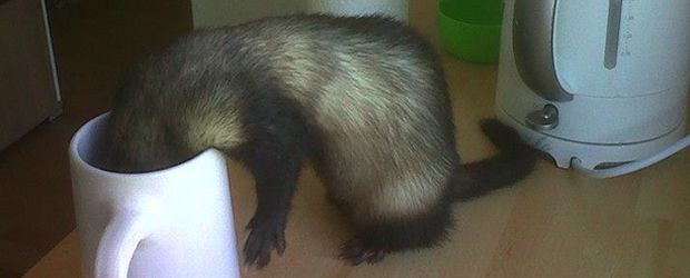 furet 