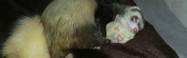 furet câlin furet câlin