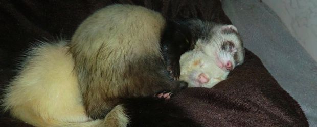 furet câlin