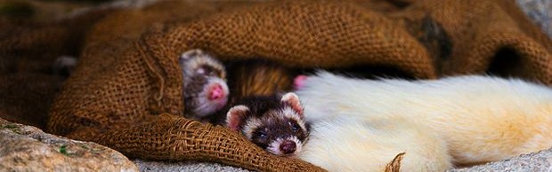 furet furet