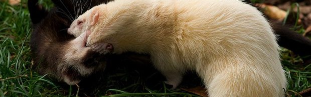 furet furet