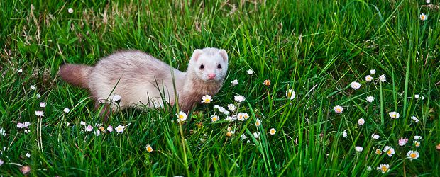 furet