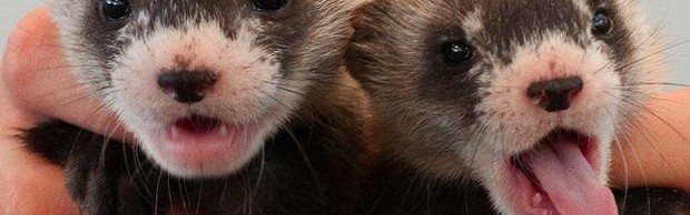 furets marrons furets marrons