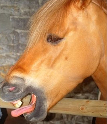 horsefacebon