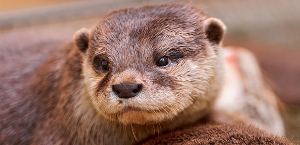 otter otter