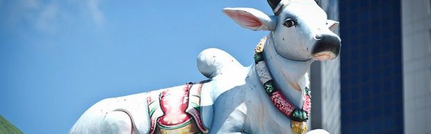 vache-indienne vache-indienne
