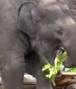 bebe-elephant-anniversaire-video-180×124