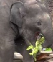 bebe-elephant-anniversaire-video-180×124