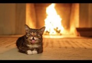 chat-ronronne-cheminee-1h-180×124