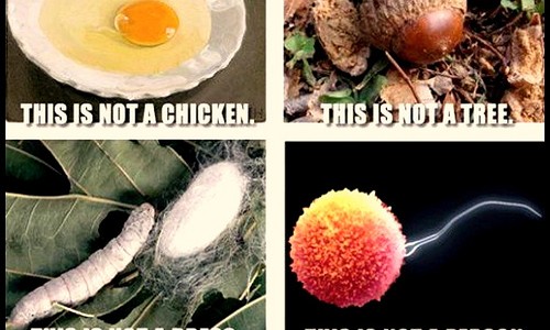egg is no chicken