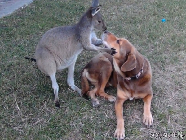 kangaroo-dog-kissing