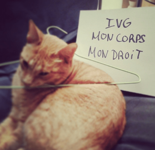 moncorpsmondroit lady dylan cat