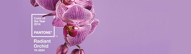 orchid