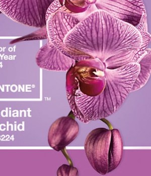 pantone-revele-couleur-annee-2014-radiant-orchid
