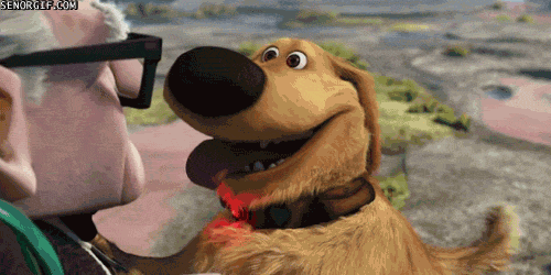 squirrel-up-dog squirrel-up-dog