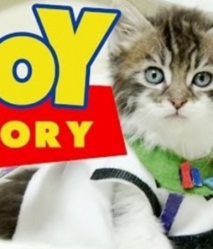toy-story-chatons-mignons
