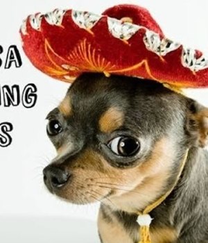 chiens-danseurs-salsa-compilation